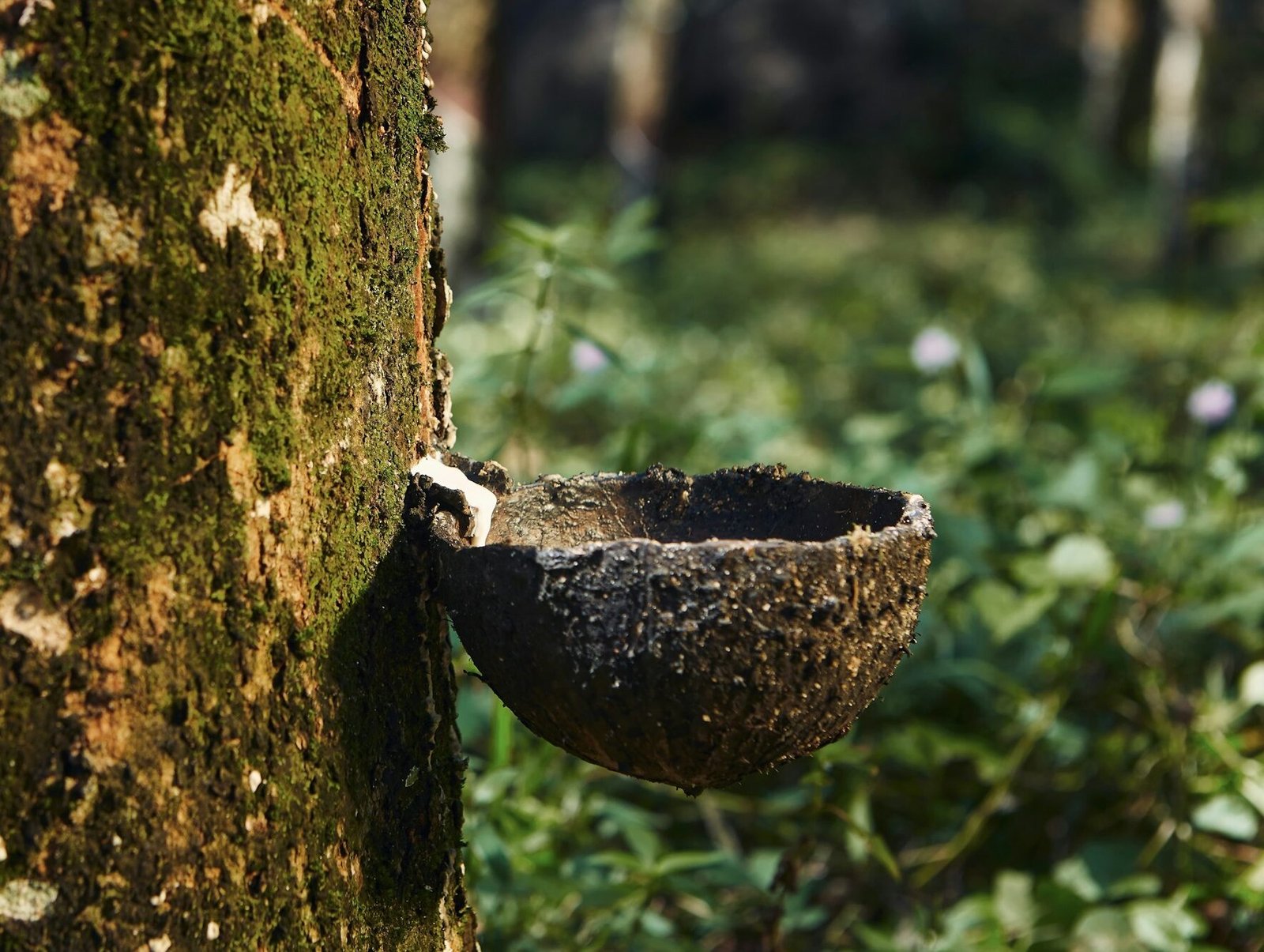 Collecting natural latex from rubber tree